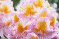 rhododendron#(20220529)a flora