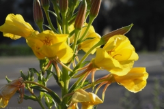 teunisbloem#(20240529) flora