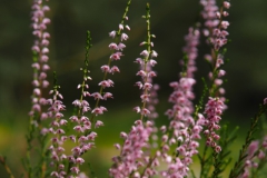 heide#(20230828) flora