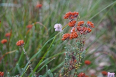 dophei#(20230909) flora