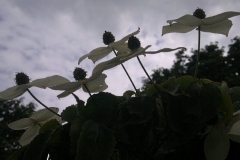 kornoelje#(20120703) flora