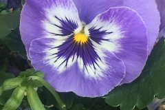 viooltje#(20210502) flora