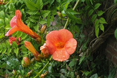 trompetbloem#(20220721) flora