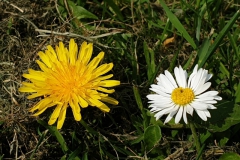 paardenbloem#(20230409) flora