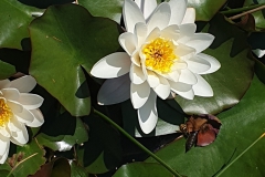 waterlelie#(20230610) flora
