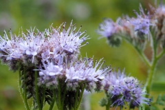 phacelia#(20170919) flora