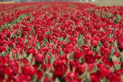 tulpen#(20190416) flora