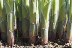 hosta#(20180421) flora
