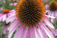 zonnehoed#(20130831)a flora