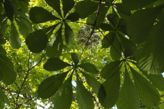 paardenkastanje#(20190514) flora