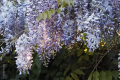 blauwe regen#(20190428) flora