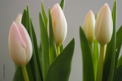 tulpen#(20190328) flora