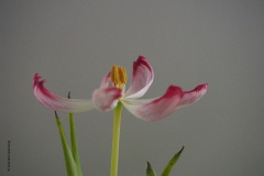 tulpen#(20190406) flora