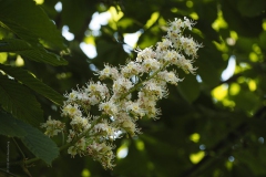 paardenkastanje#(20190514) flora