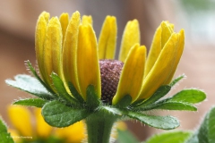 rudbeckia#(20180818) flora
