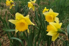 narcis#(20240217) flora