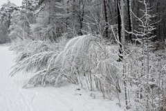 brem#(20260103) flora