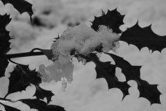 hulst#(20260108) flora