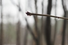 druppel#(20260112)a flora