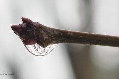 druppel#(20260112)aa flora