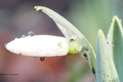 sneeuwklokje#(20260114)b flora