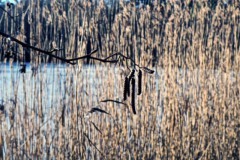 zwarte els#(20260114) flora