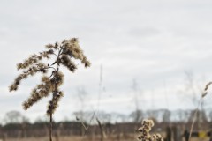 guldenroede#(20260116)a flora