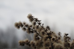 guldenroede#(20260116)b flora