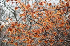 hazelaar#(20260119) flora