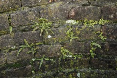 varen#(20260201) flora