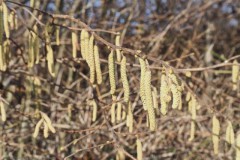 hazelaar#(20260207) flora