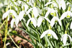 sneeuwklokje#(20260207)b flora