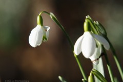 sneeuwklokje#(20260207)a flora