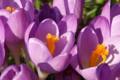 krokus#(20160217)a flora