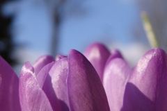 krokus#(20160217) flora