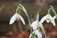 sneeuwklokje#(20260225) flora