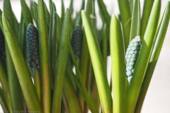 blauwe druifjes#(20260225) flora