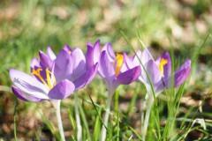 krokus#(20260225) flora