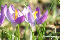 krokus#(20260225) flora