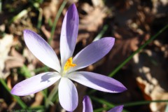 krokus#(20260225) flora