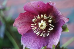 Helleborus#(20260225) flora