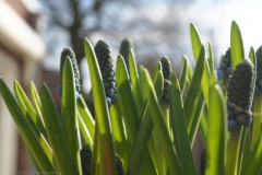 blauw druifjes#(20260227) flora