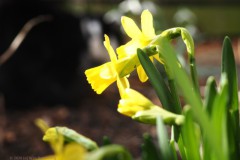 narcis#(20260227) flora