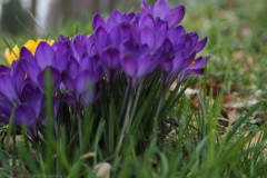 krokus#(20260227)a flora