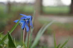 hyacint#(20260227) flora