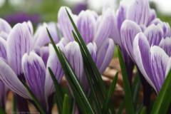 krokus#(20260227)c flora