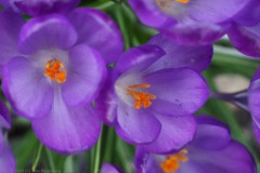 krokus#(20260227)b flora