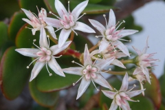 bloem#(20150302) flora