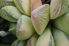 sedum#(20150302) flora