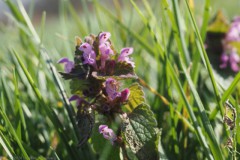 dovenetel#(20260304)a flora